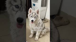 Husky Dog Sent Straight From Above
