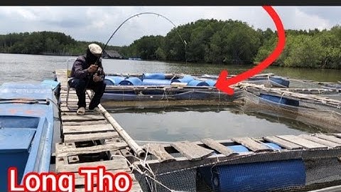 Câu Bè Long Thọ||trúng Bầy cá Nâu và cá Đù Mỹ/Câu Bè @Dammecauca1