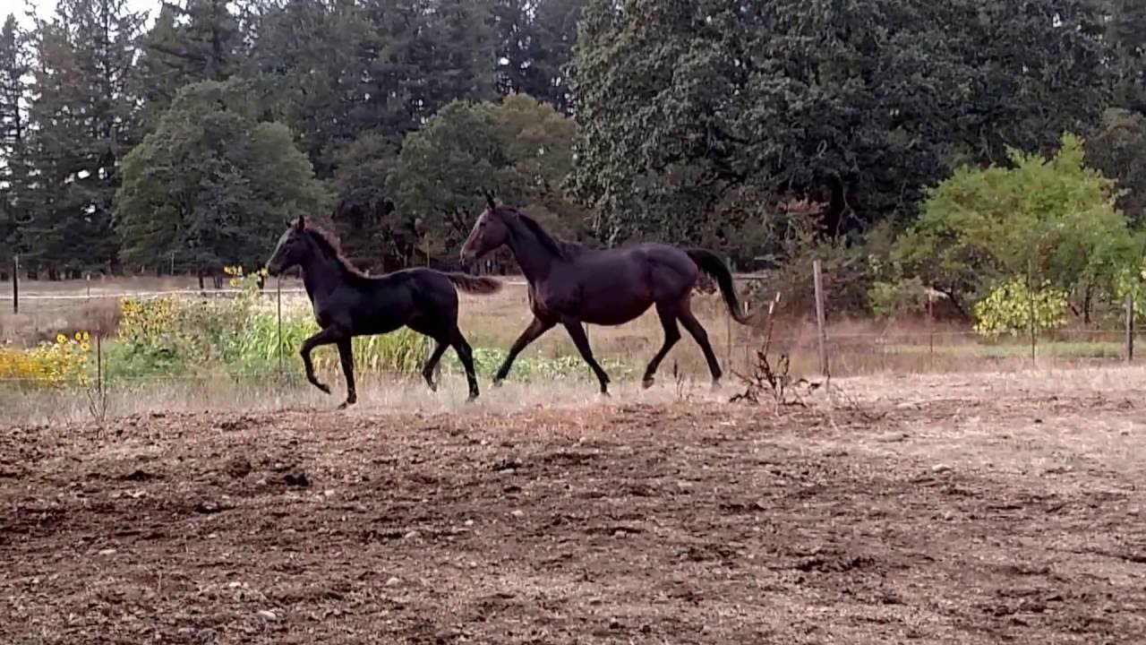 Delphinea (Donarweiss GGF x Ivy) 5 months