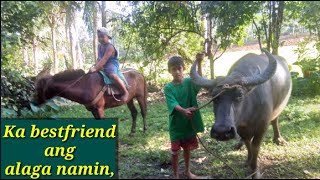 Kalabaw Pag-Ulakabayo Pagsakay Buhay Bukid Buhay Probinsya