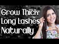 Easy Ways to Grow Long, Thick Lashes Naturally / Homemade Eye Lash Serum - Ghazal Siddique