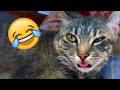 Best Talking Animal Videos of the Year 2023