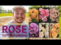 Planting the heirloom rose cutting garden  the southerners northern garden