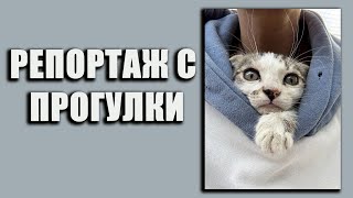 Немного набубнила про некоторых из соб кто у нас и откуда 😚 #помощьбездомнымживотным