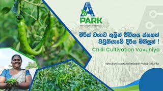 Chili Cultivation -Vavuniya Asmp A-Park