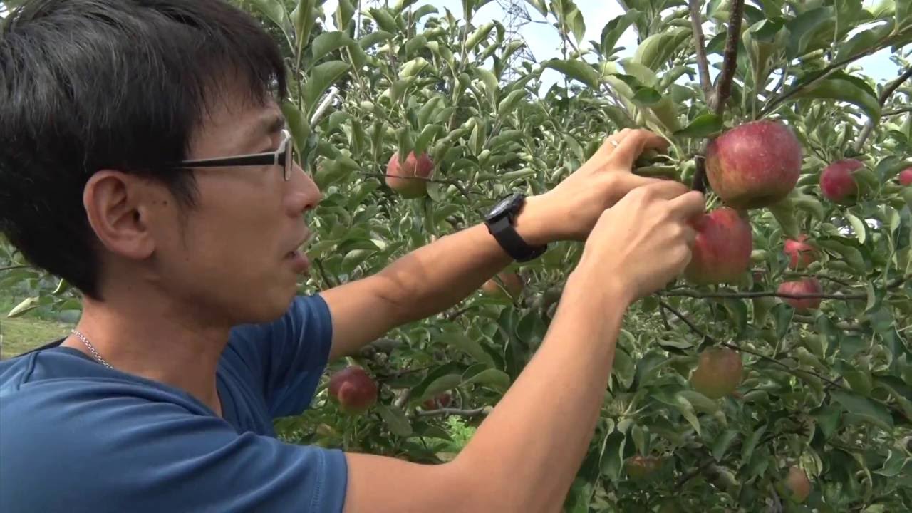 【ながの旬チャンネル】葉とらずりんご　荻原 大さん - 長野市農業公社
