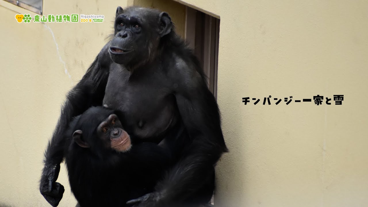 東山動植物園公式】チンパンジー一家と雪の朝《 チンパンジー 》 - YouTube