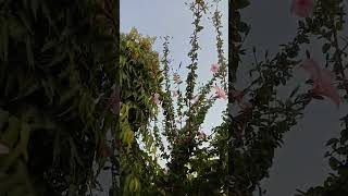 pink hibiscus /hibiscus flowers/beautiful flowers /balaji garden gudhal gardening hibiscusshorts