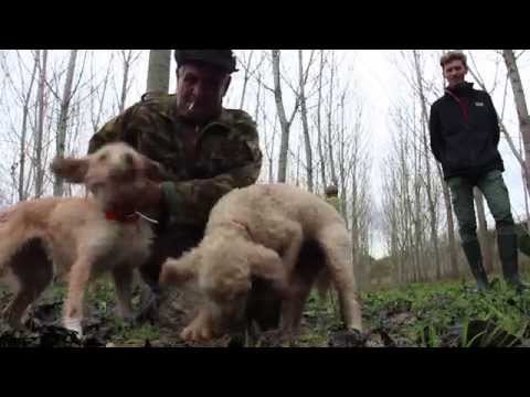 Видео: Собаки-трюфели: эти щенки приучены охотиться на грибов