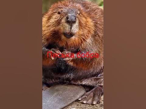 коринь - YouTube