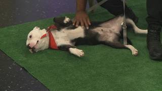 Clear the Shelters: Summit County Animal Control joins 3News with River
