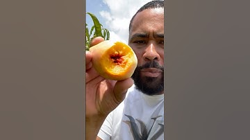 Grow your own peaches at home! #backyardgardening #fruit #asmrsounds #peaches #fruittrees #organic