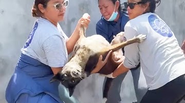 Life Changing Rescue Helps a Weak Trembling Dog Slowly Regain Hope and Stability