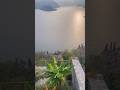 ইতালির পাহাড়ের উপরে কলা গাছ 🌴 #italy #itlbuzz #vlog #shorts