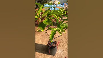 Mận xanh đường Bến Tre #ngocnganbentre #hoakiengcaimon #gardening #shortvideo #0386569374 #shots