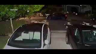 Hundreds of baa-d goats roam CA neighborhood after escaping enclosure