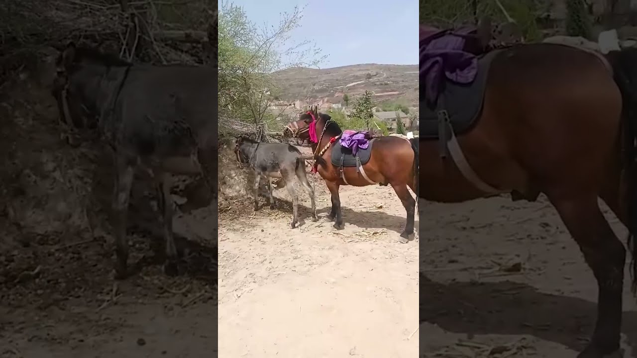 Funniest Donkey Ever Training The Fun Way 2312