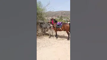 Funniest Donkey Ever Donkey Training The Fun Way 2312 
