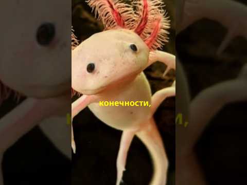 Животые с суперсилой регенерации #природа #животные #регенерация
