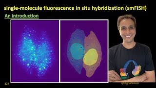 327 - An introduction to Single Molecule Fluorescence In Situ Hybridization (smFISH​)