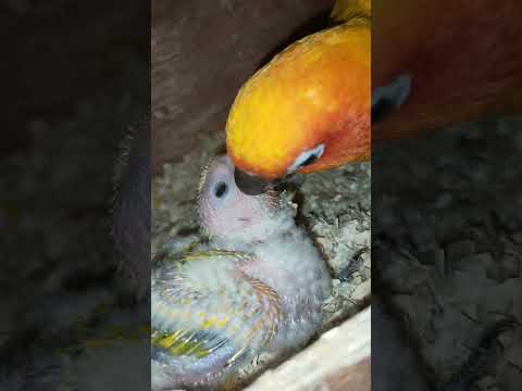 วีดีโอ: วิธีการตั้งค่ากรงนกสำหรับนกแก้วหรือ Cockatiel