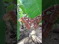 Atlas moth in sri lanka @easycrafts6140