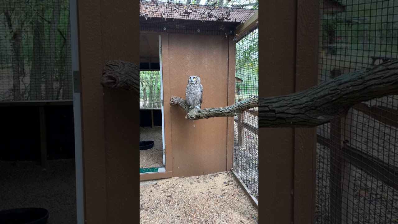 Simon, the Great Horned Owl