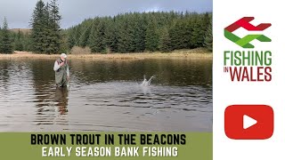 Brown Trout in the Beacons  Fly fishing a reservoir in Wales on opening day  Early season tips