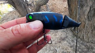 Small water Murray cod and yellowbelly (Golden perch) fishing with lures walking the banks