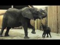 A bouncing baby... elephant