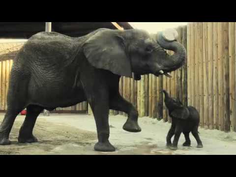 Un bambino che salta... elefante