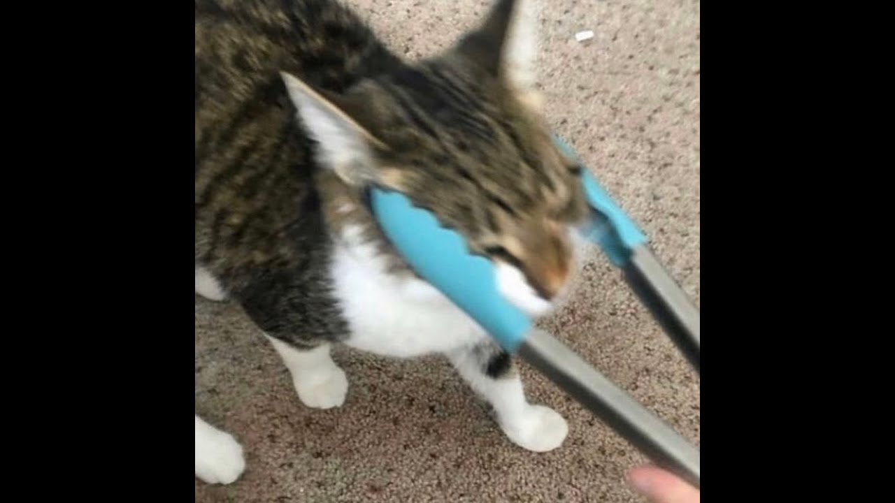 Wii Shop But It S Cursed Cats Youtube