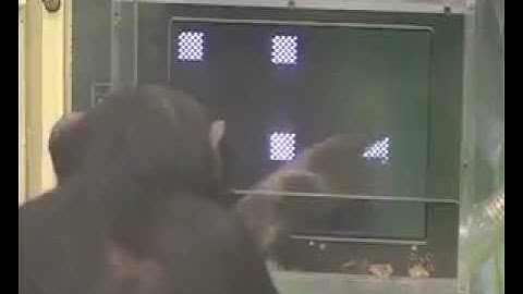 Chimps outperform humans at memory task