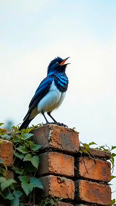 Lagu Perjalanan Pagi | Lagu Fajar Burung Magpie Robin 🎶 #burung #alam #video pendek