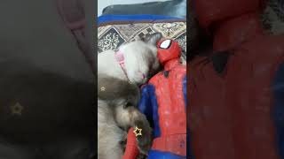 Cat and Spider man #twinke twinkle little star