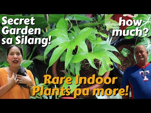 Video: Is monticola 'n filodendron?