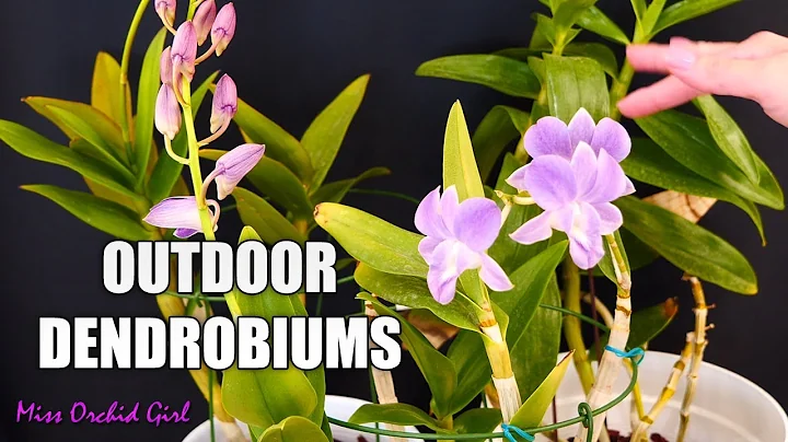 Outdoor Dendrobium Orchids - Updates & future plans - DayDayNews