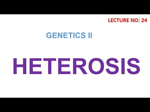 ഹെറ്ററോസിസ് | ഹൈബ്രിഡ് വീര്യം | ജനിതകശാസ്ത്ര പ്രഭാഷണങ്ങൾ