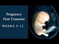 Pregnancy First Trimester Weeks 9-12