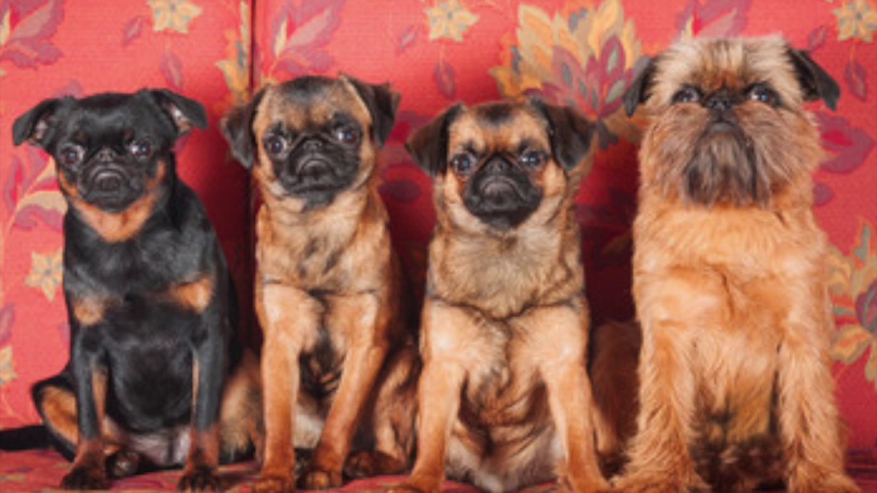 ブリュッセルグリフォンの基本情報 歴史や性格 特徴について 心配なしつけやお手入れ方法もご紹介 Pety Part 3