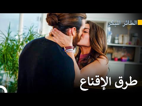 قبلة واحدة تحل كل مشكلة سلسل الطائر المبكر