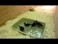 2 week old wood ducks