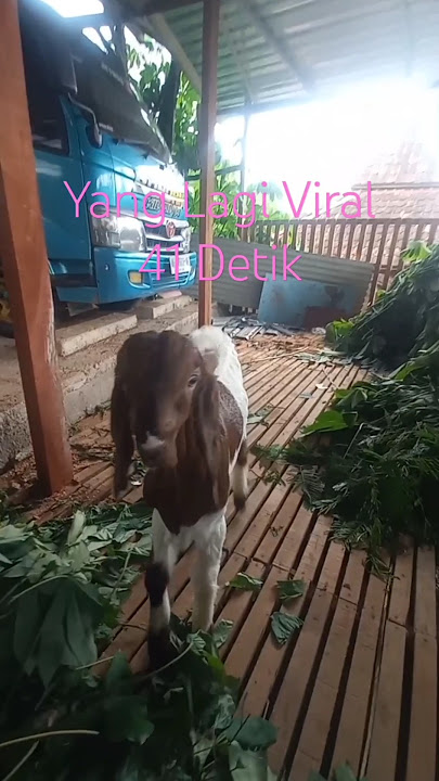 Vidio Yang Lagi Viral 41 Detik#vidioviral#ngrayun24jam