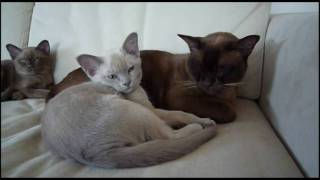 Burmese Kittens - 12 Weeks by janholm 46,496 views 14 years ago 1 minute, 58 seconds