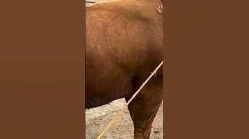 Sapi lepas dengan tenang #sapigalak #sapigemuk #sapikurbanterbaik #sapingamuk #sapiviral #sapifyp