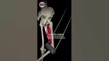 The power of the adductors in your squats! #strengthtraining