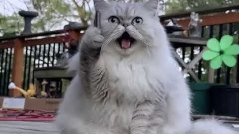 D3F05135 9F98 42DB 8448 152351F5BCD4 video