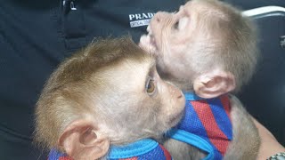 Smart Monkey Sam Asher Loves Bananas And Drinks Milk Before Bed