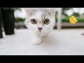 try not to laugh Funny cats 😹 and dogs 🐶 animals 2022/ 😂😂  #18