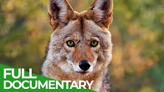 Saguaro  The Unexpected Beauty of America's Forgotten National Park | Free Documentary Nature